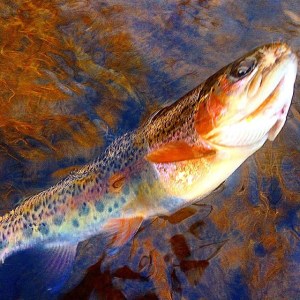 Rainbow trout